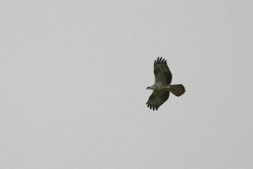 European Honey Buzzard in flight