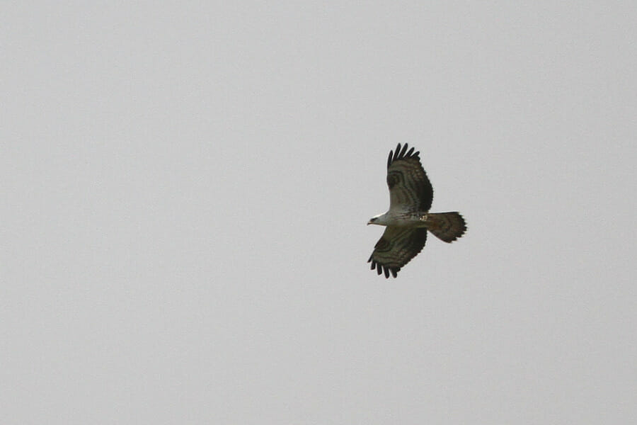 European Honey Buzzard in flight