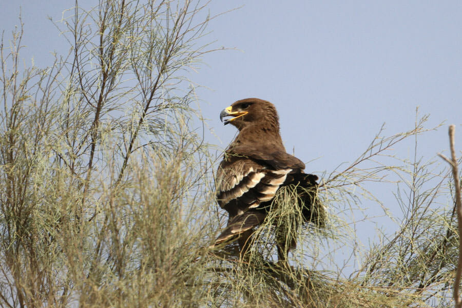 Greater Spotted Eagle perched on a tree
