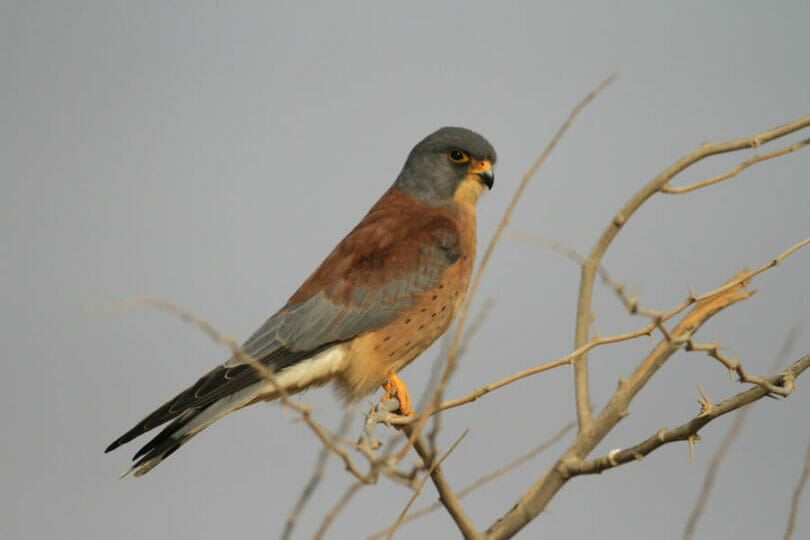 Lesser Kestrel perched on a tree