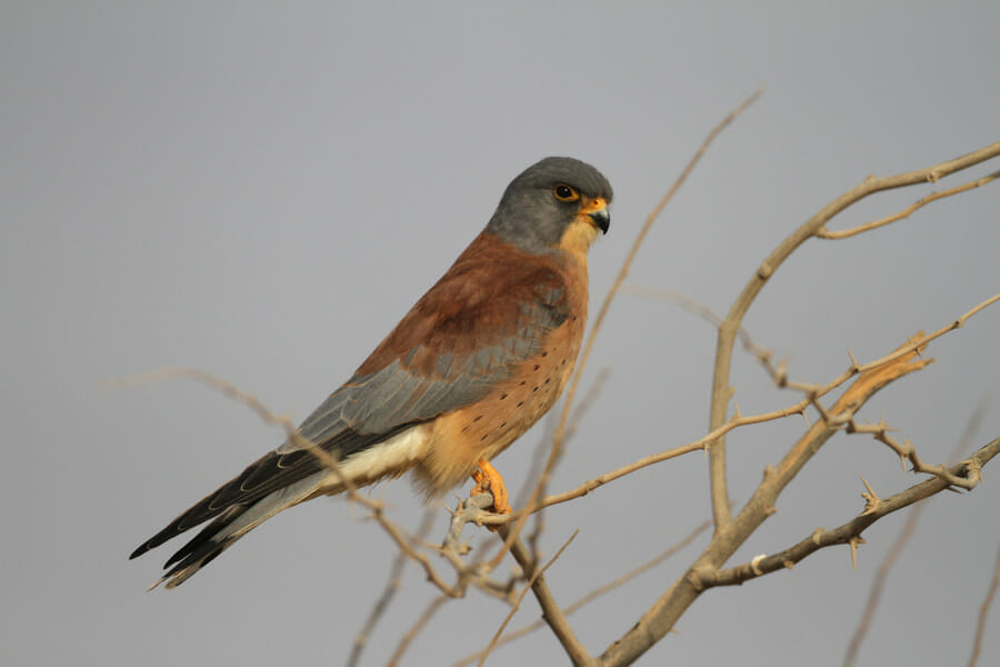 Lesser Kestrel perched on a tree