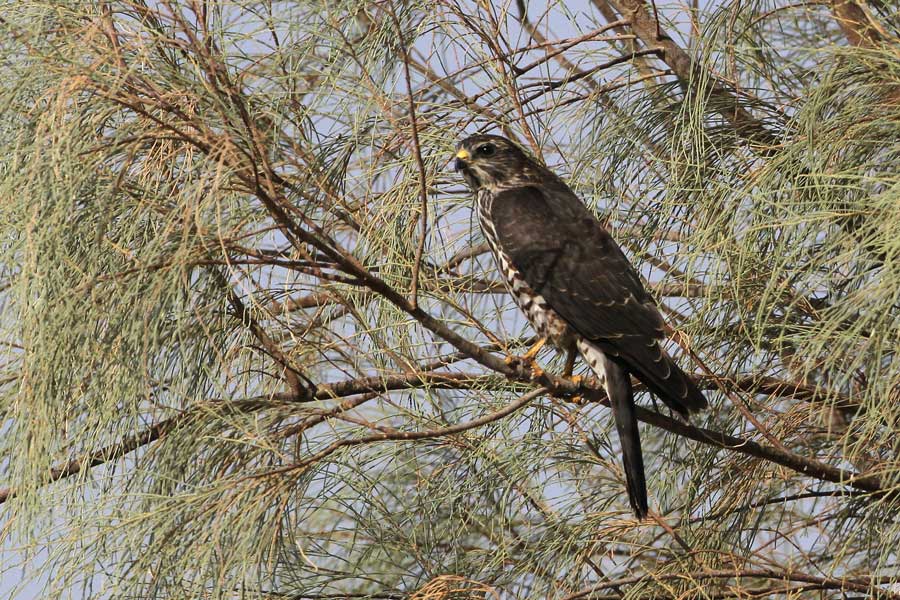 Levant Sparrowhawk perched on a tree