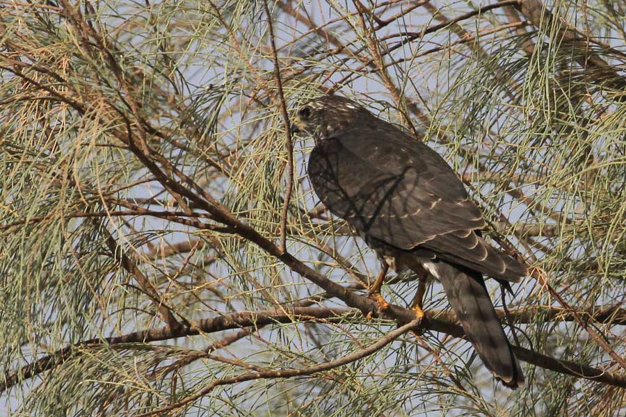 Levant Sparrowhawk perched on a tree