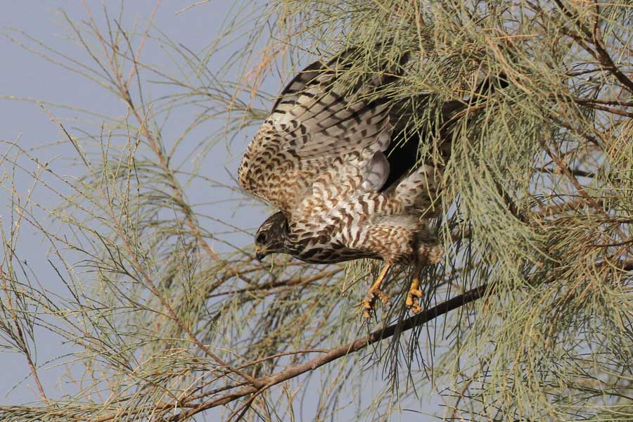 Levant Sparrowhawk taking off