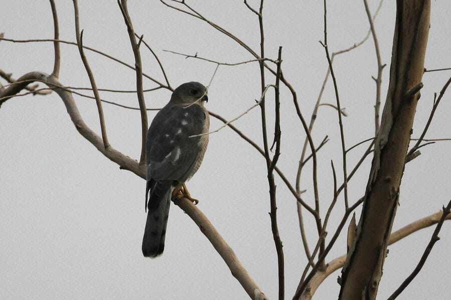 Levant Sparrowhawk perched on a branch of a tree