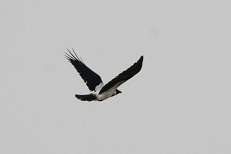 Mesopotamian Crow in flight