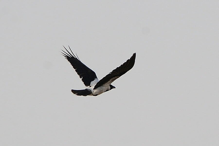 Mesopotamian Crow in flight