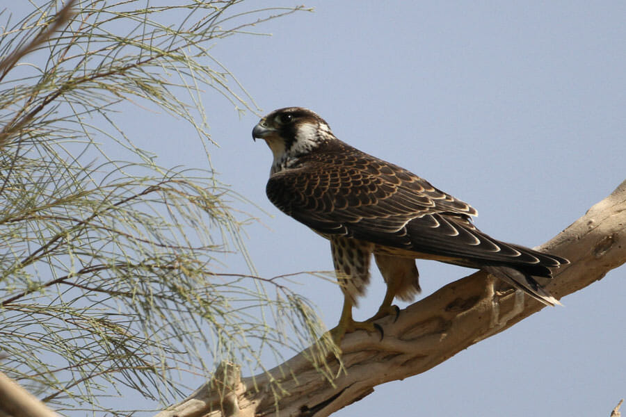 Peregrine Falcon perched on a branch of a tree