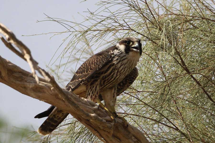 Peregrine Falcon perched on a branch of a tree