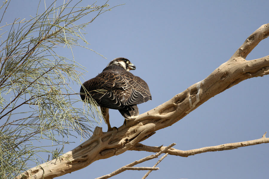 Peregrine Falcon perched on a branch of a tree