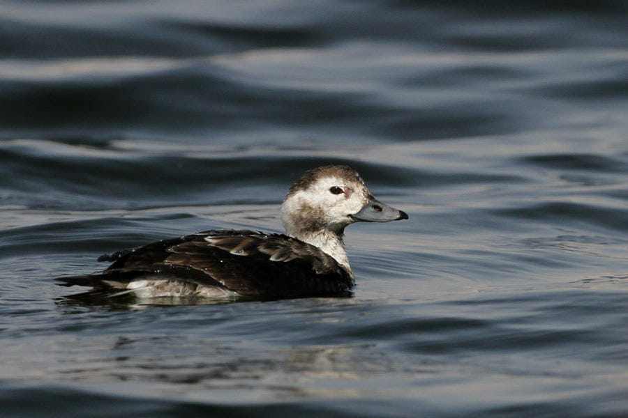 Long-tailed Duck Clangula hyemalis