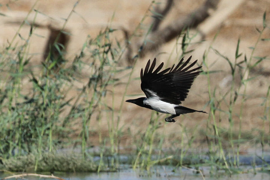 Mesopotamian Crow Corvus (cornix) capellanus