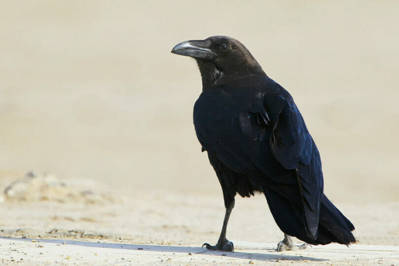 Brown-necked Raven standing on a slab