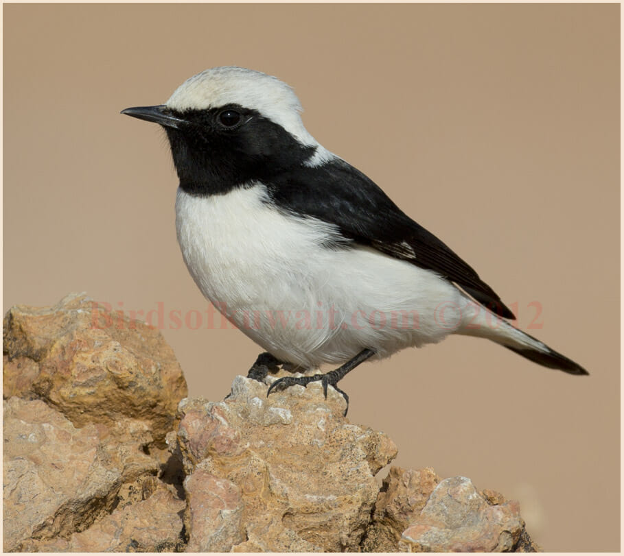 Finsch's Wheatear Oenanthe finschii