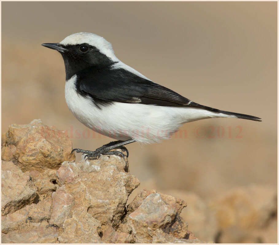 Finsch's Wheatear Oenanthe finschii