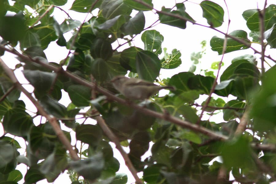 Hume’s Leaf Warbler in a tree