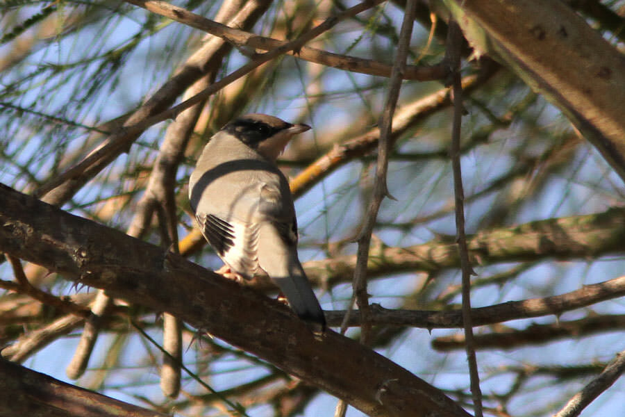 A Hypocolius in a tree