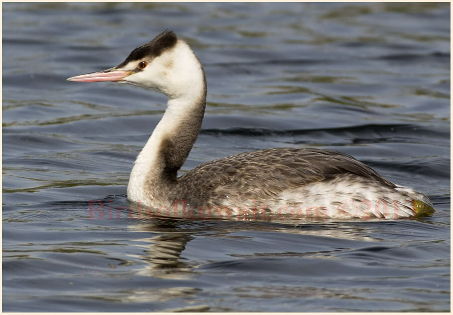 Great Crested Grebe Podiceps cristatus