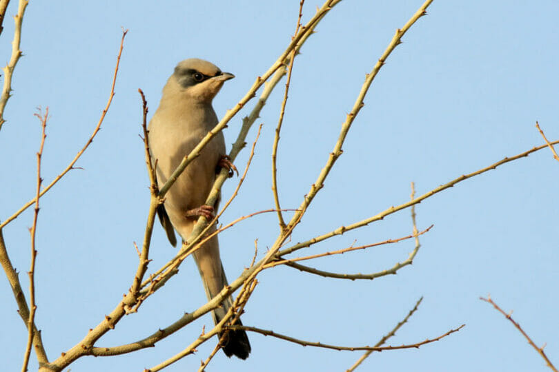 Hypocolius perched on a tree branch