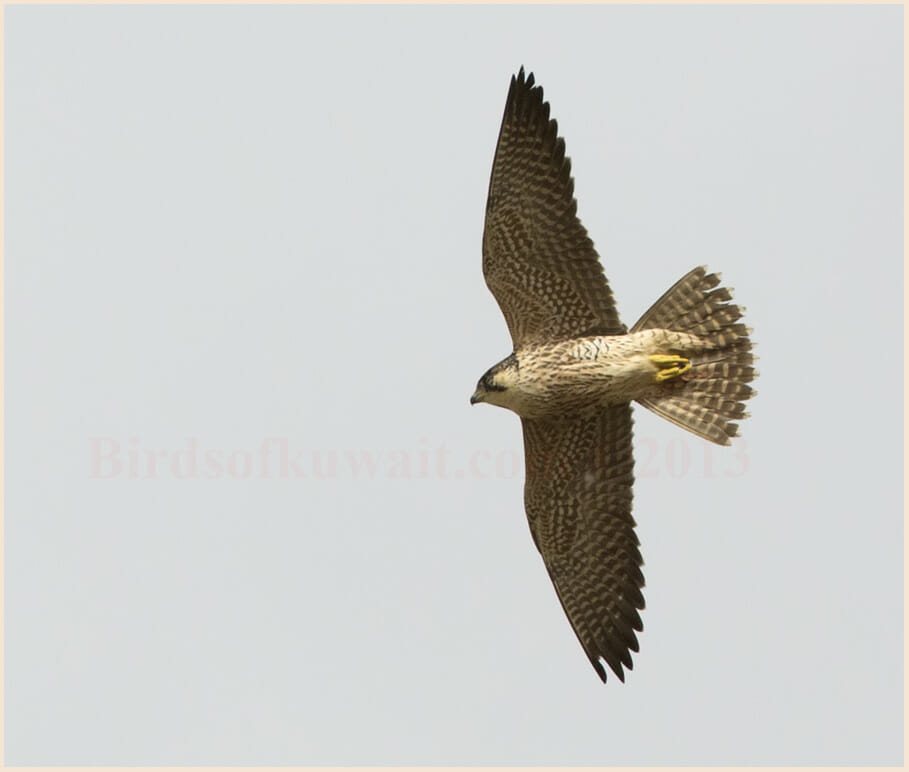 Peregrine Falcon Falco peregrinus
