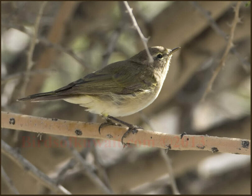 Siberian Chiffchaff perched on a tree branch