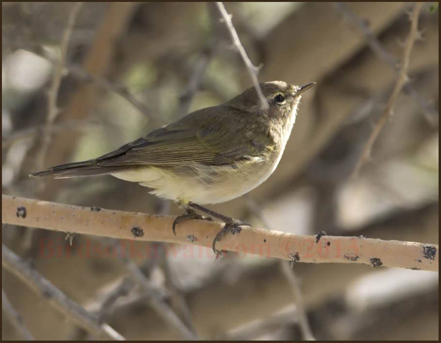 Siberian Chiffchaff perched on a tree branch