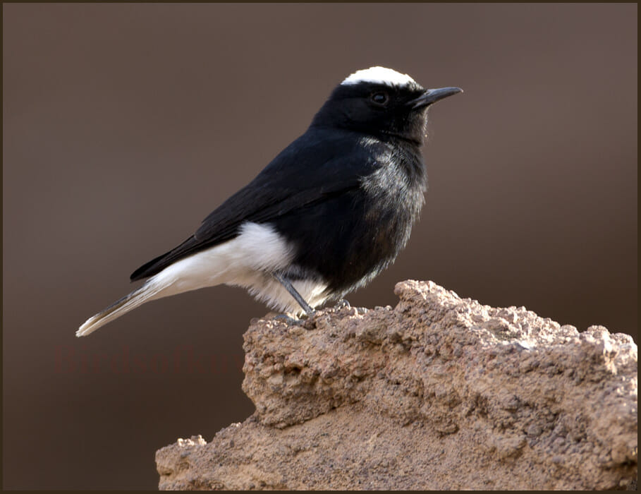 White-crowned Wheatear Oenanthe leucopyga