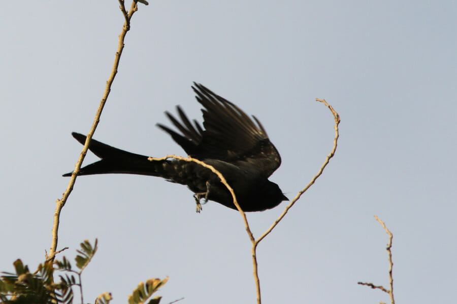Ashy Drongo perched on a tree branch