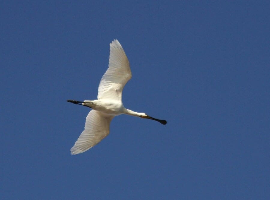 Eurasian Spoonbill in flight