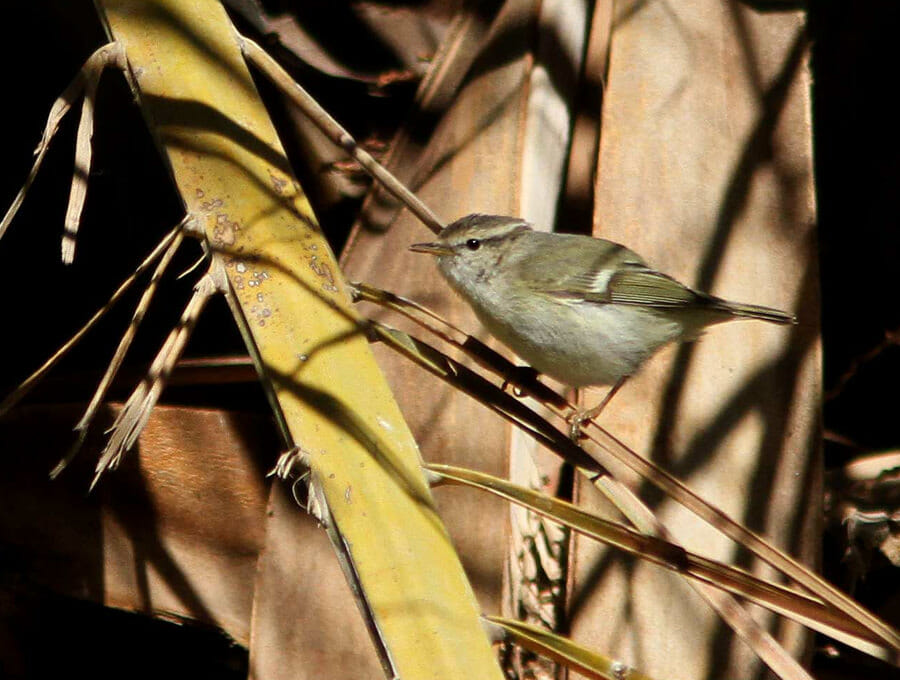 Hume's Leaf Warbler perched on a tree branch
