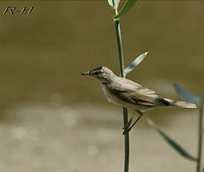 Booted Warbler perched on reed stem