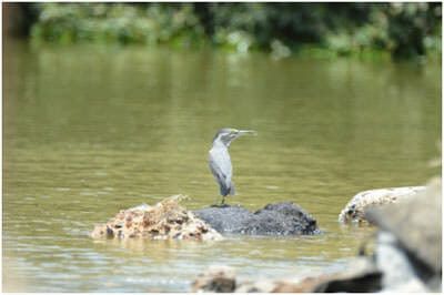 Striated Heron perched on a rock