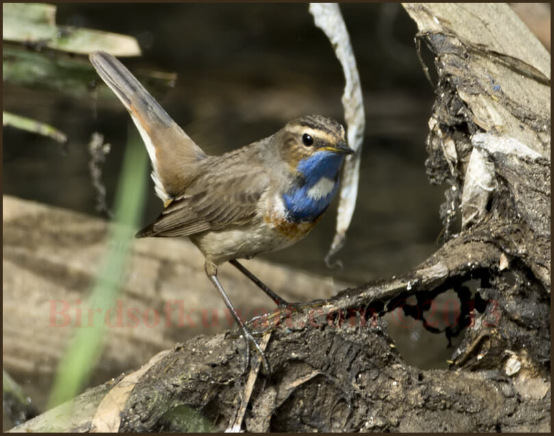 Bluethroat perched on a tree
