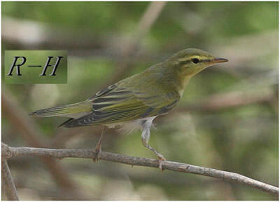 Wood Warbler perched on a tree branch