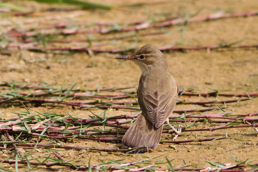 Basra Reed Warbler standing on the ground