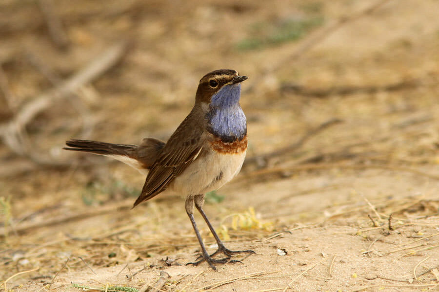 Bluethroat standing on the ground