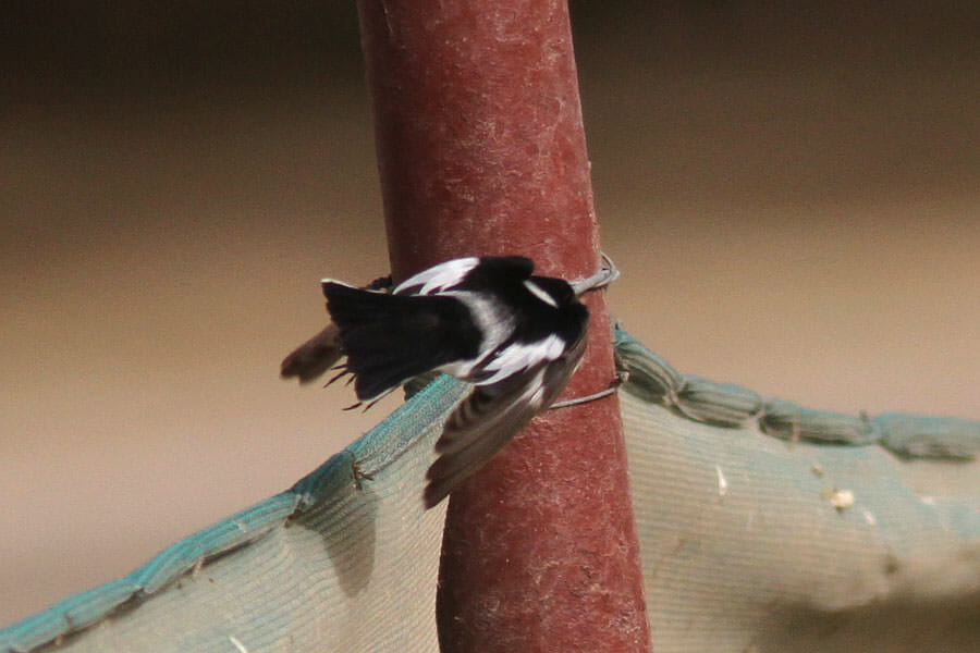 Collared Flycatcher taking off