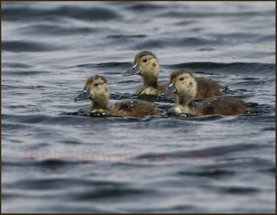 Ferruginous Duck chick swimming in water