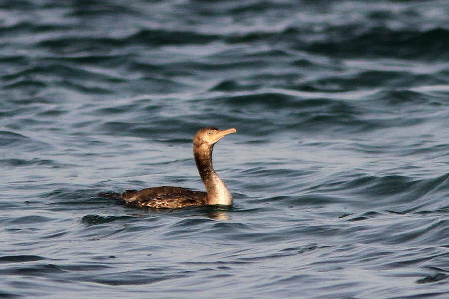 Socotra Cormorant swimming in water