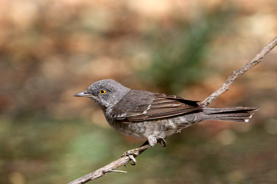 Barred Warbler perched on a branch