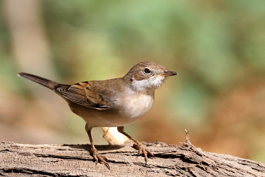 Common Whitethroat standing on a trunk