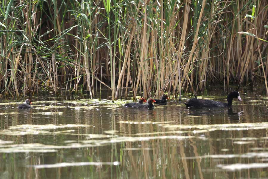 Adult Eurasian Coot with its chicks swimming in water