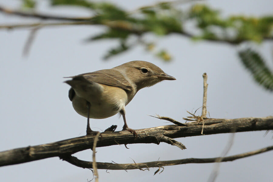 Garden Warbler perched on a branch