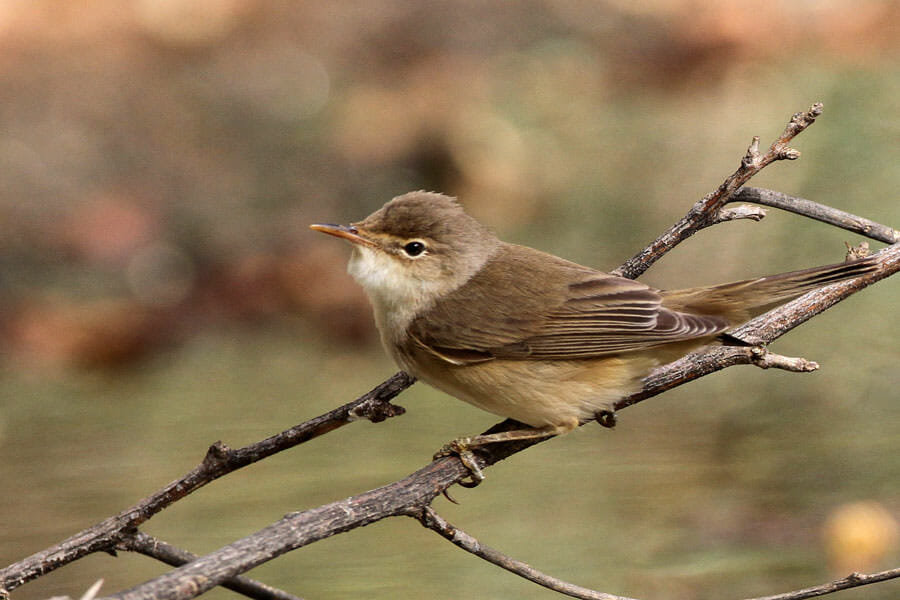 Marsh Warbler perched on a branch