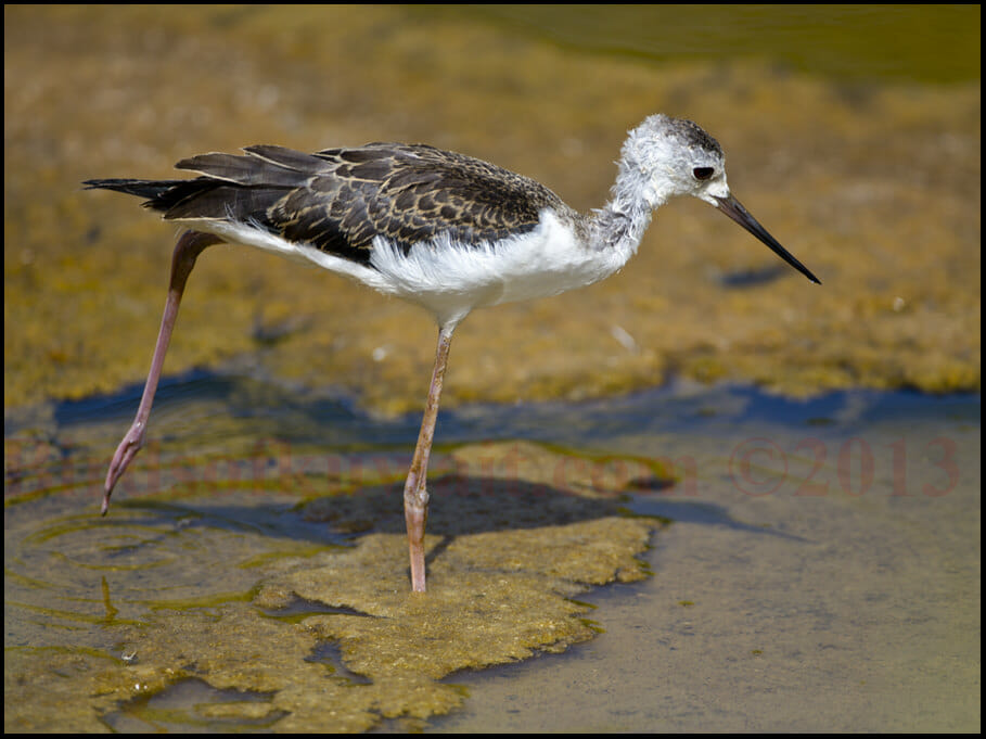 Black-winged Stilt Himantopus himantopus