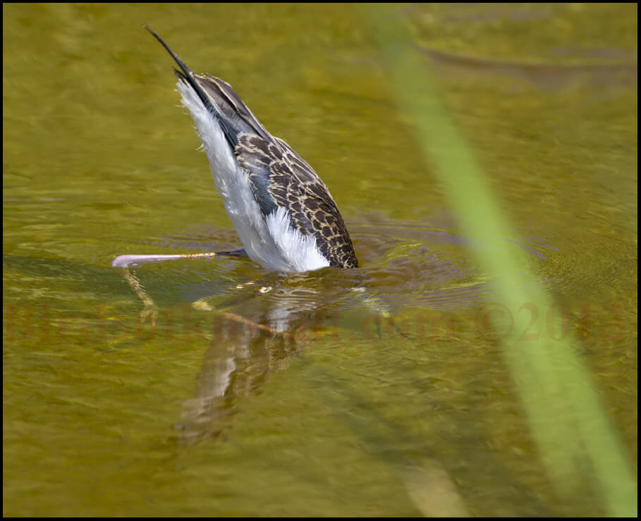Black-winged Stilt