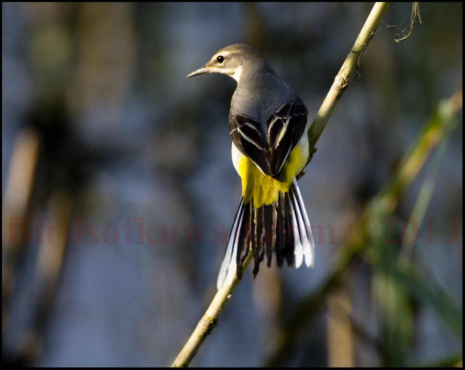 Grey Wagtail Motacilla cinerea