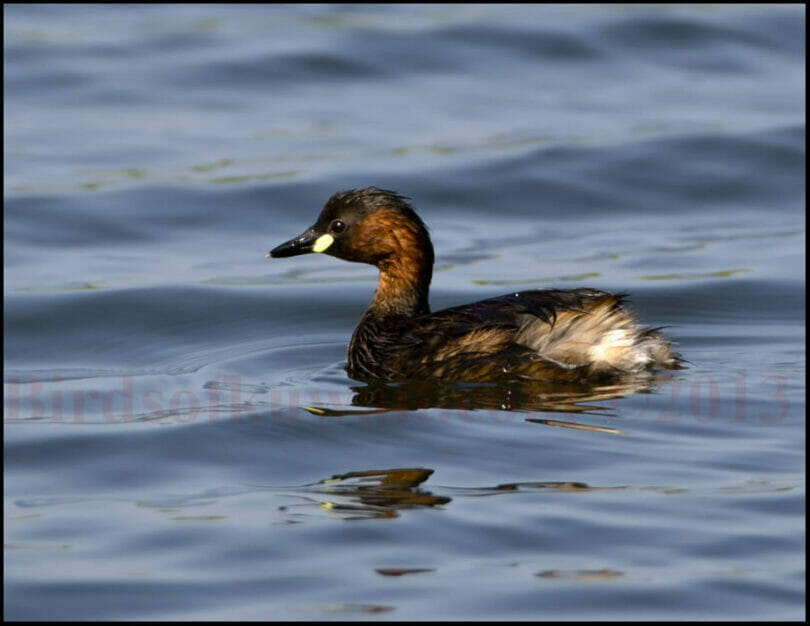 Little Grebe swimming in water