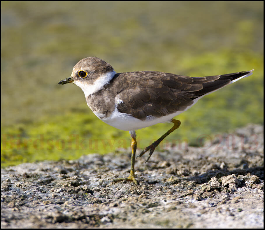 Little Ringed Plover Charadrius dubius