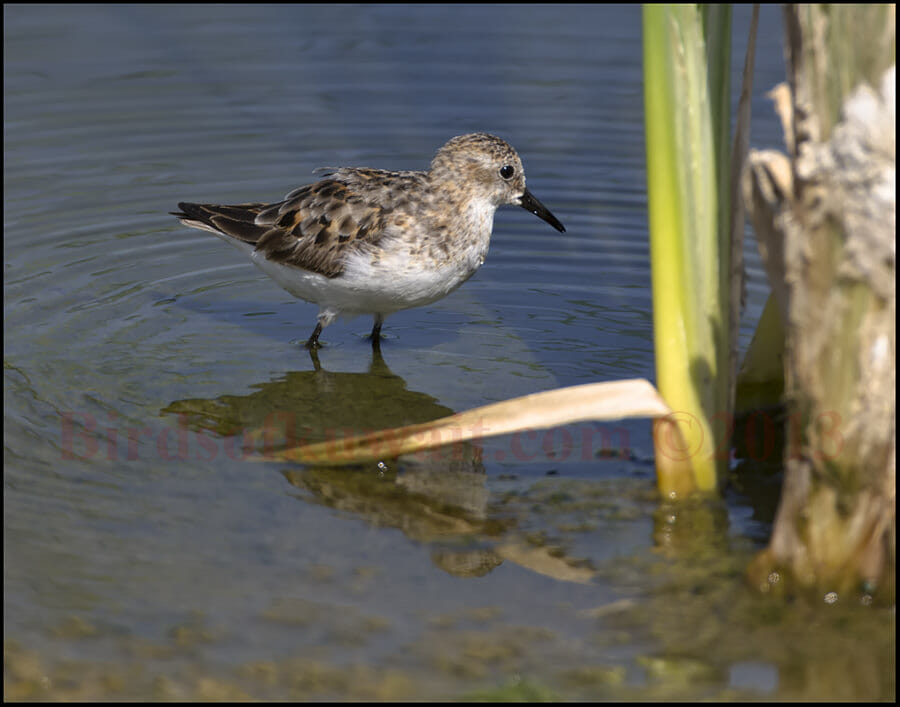 Little Stint Calidris minuta